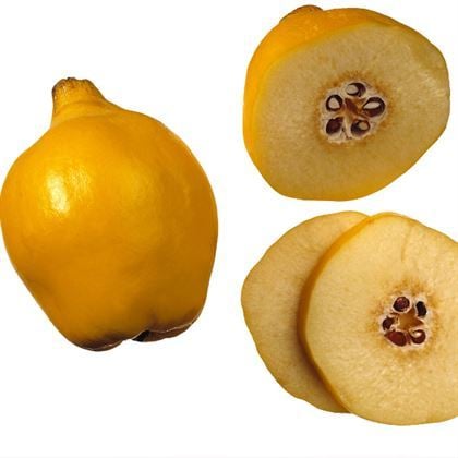 Ekmek Ayvası Fidanı  Çok Sulu  Cydonia Oblonga