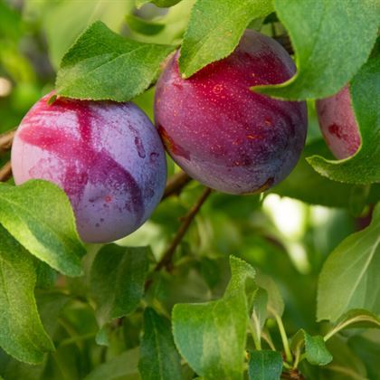 Laetitia Erik Fidanı