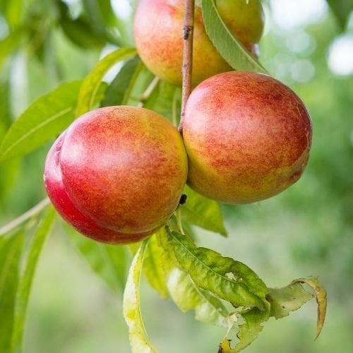 Nektarin Fidanı Prunus Persica Nucipersica