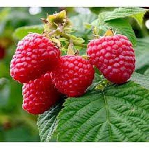 Hollanda Boduru Ahududu Fidanı