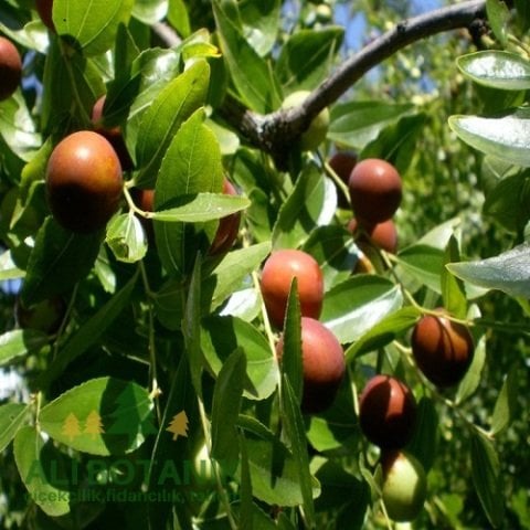 Muşmula Döngel Fidanı Mespilus Germenica
