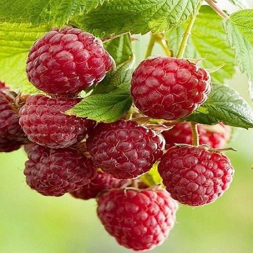 Polka Ahududu Fidanı