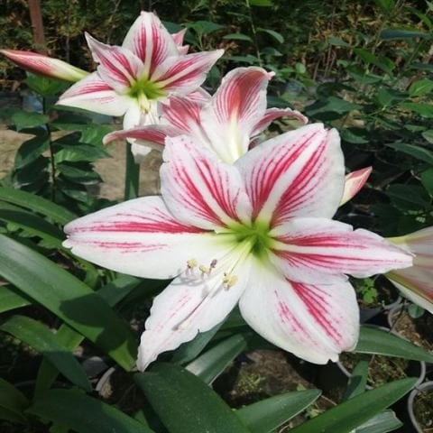 Kırmızı Beyaz Zambak Çiçeği 25 Cm