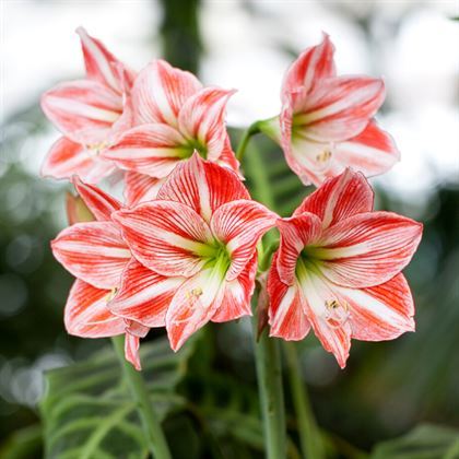 Kırmızı Beyaz Zambak Çiçeği 25 Cm