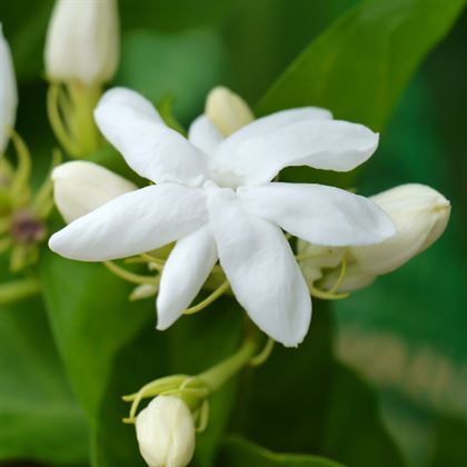 Yasemin Çiçeği Kokulu Arap Yasemini