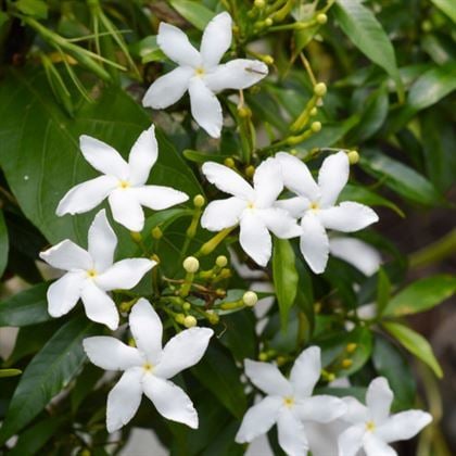 Yasemin Çiçeği Kokulu Arap Yasemini