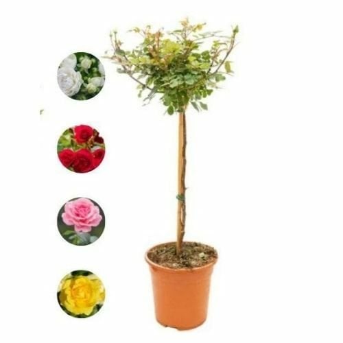 Baston Gülü Standart Roses