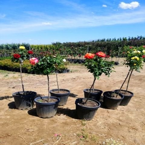 Baston Gülü Standart Roses