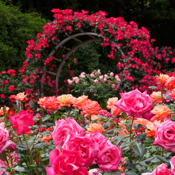 Çardak Sarmaşık Gül  Fidanları Yediverendir