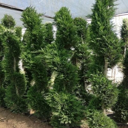 Spiral Leylandi Ağacı 2 Metre