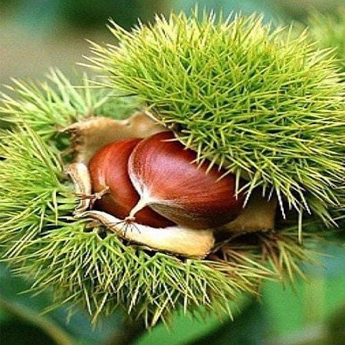 Balıkesir Kestane Fidanı