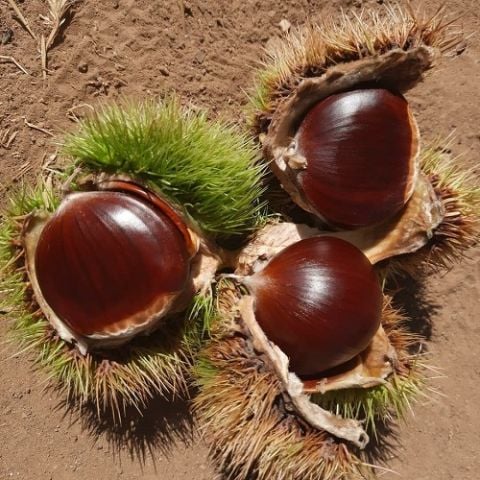 Balıkesir Kestane Fidanı