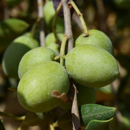 Çekişte Zeytin Fidanı 60 cm
