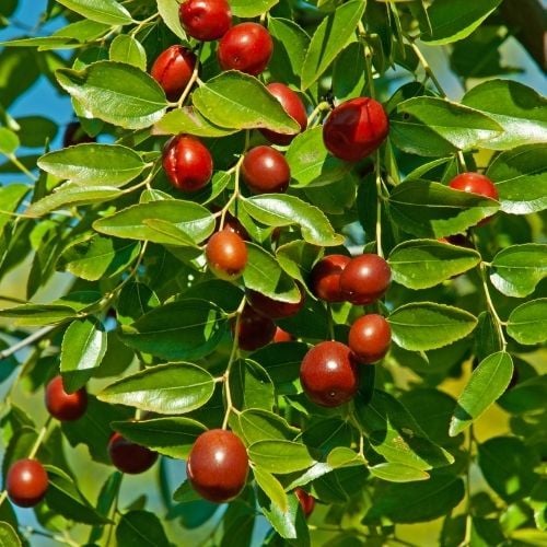 Extrem İri Meyveli Hünnap Ağacı Fidanı