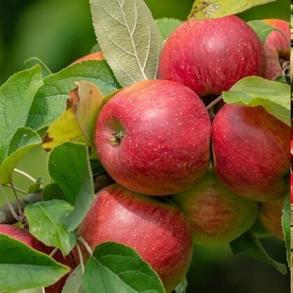 Vista Bella Elma Fidanı