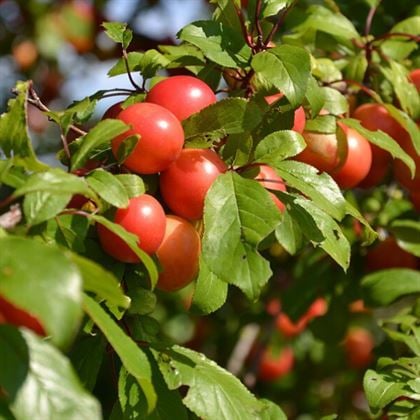 Red Beauty Erik Fidanı