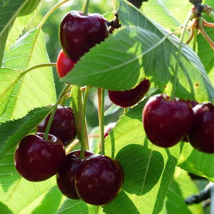 Eşme Kirazı Fidanı