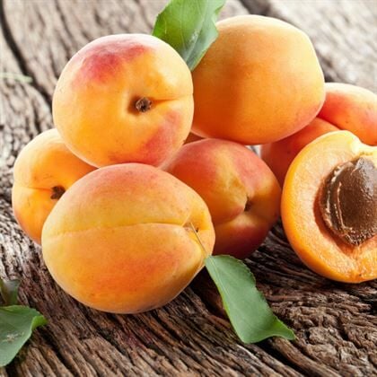 Roksana Roxana Kayısı Fidanı