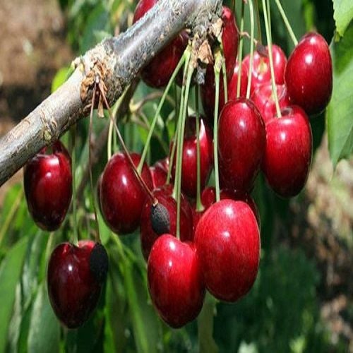 Napolyon Kiraz Fidanı