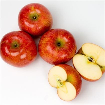 Erkenci Elma Fidanı