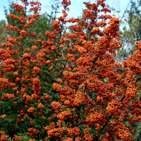 Uzun Ateş Dikeni Çiçeği 60 cm