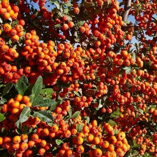 Uzun Ateş Dikeni Çiçeği 60 cm