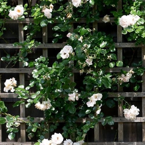 Hella Beyaz Çardak Gül Fidanı