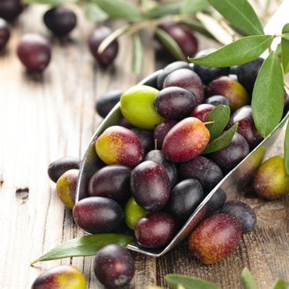 Ayvalık Yağlık Zeytin Fidanı 60 cm