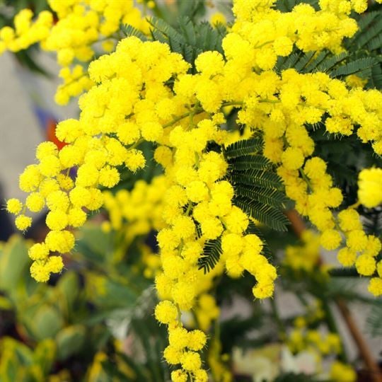 Mimoza Ağacı Fidanı