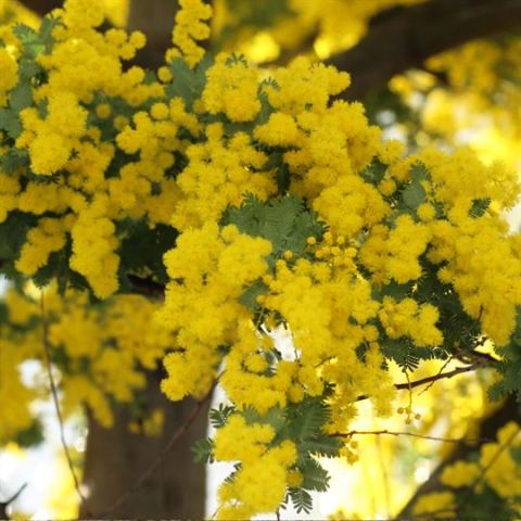 Mimoza Ağacı Fidanı