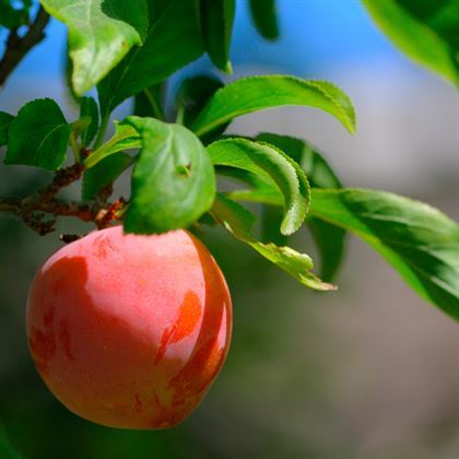 Angeleno Anjelika Anjelik Erik Fidanı