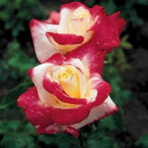 Monte Carlo Gül Fidanı