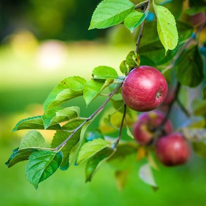 Starking Elma Fidanı