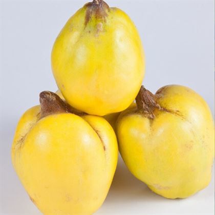 Amerikan Ayvası Fidanı