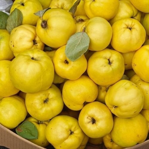 Amerikan Ayvası Fidanı