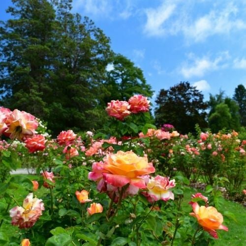 Tropikal Twist Gül Fidanı