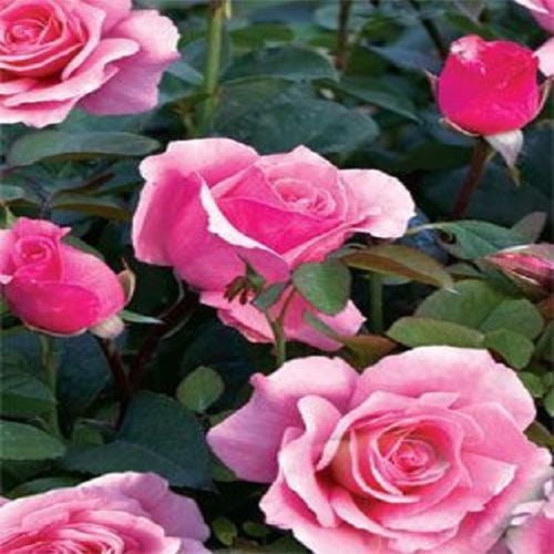 Daniella Gül Fidanı