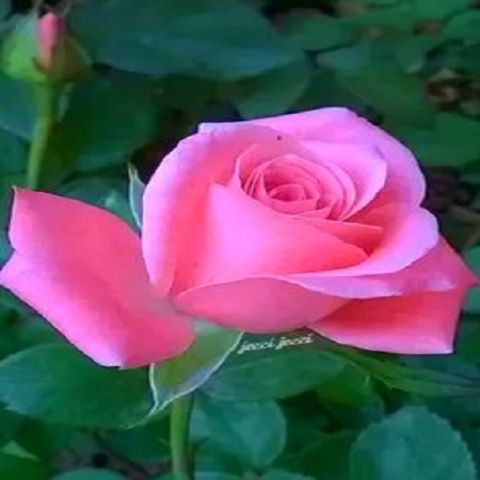 Daniella Gül Fidanı