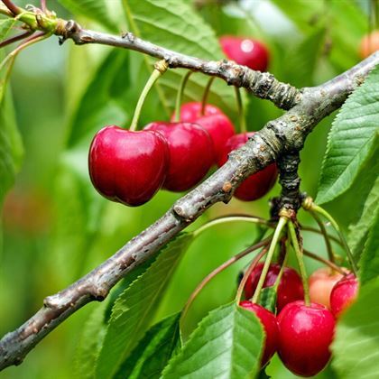 Lambert Kiraz Fidanı