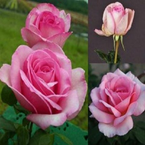 Sweet Parole Gül Fidanı