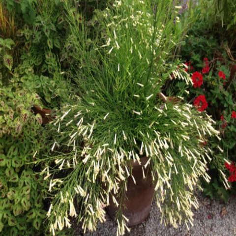 Beyaz Mercan Fidanı