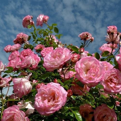 Sweet Parole Gül Fidanı