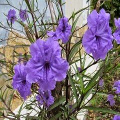 Meksika Petunyası Ruvelya Ruellia