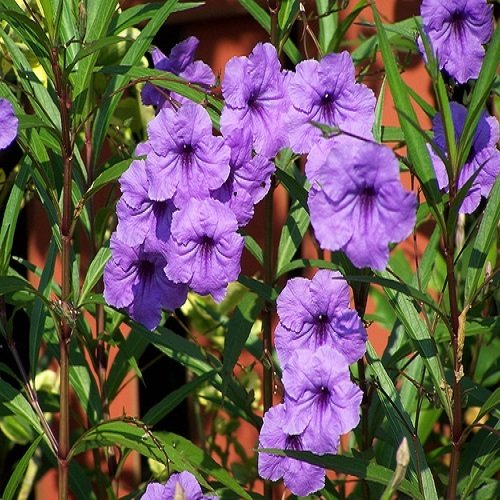 Meksika Petunyası Ruvelya Ruellia