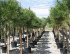 Fıstık Çamı Fidanı Pinus Pinea