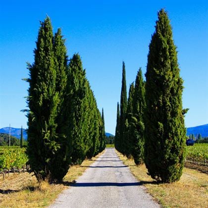 Kara Servi Fidanı Cupressus Sempervirens