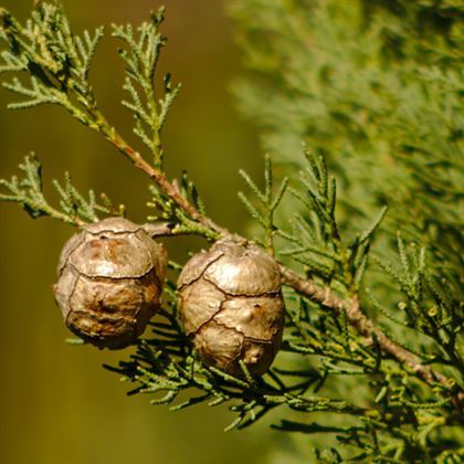 Kara Servi Fidanı Cupressus Sempervirens