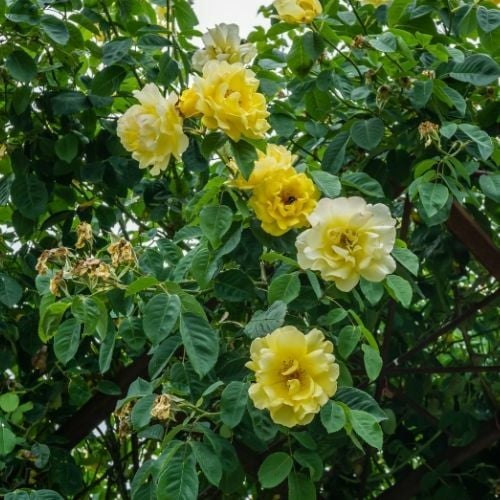 Perfect Yellow Çardak Sarmaşık Gül Fidanı