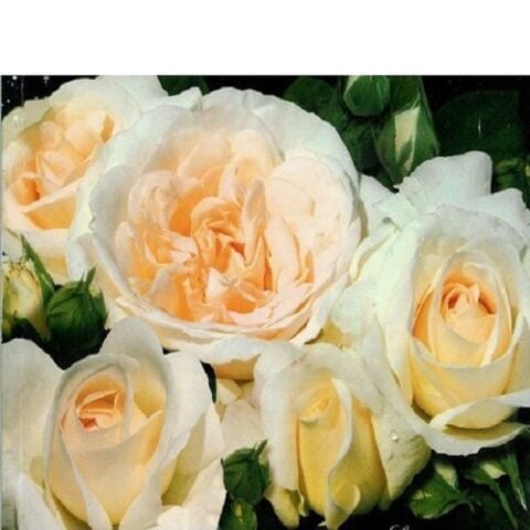 Lion Rose Gül Fidanı