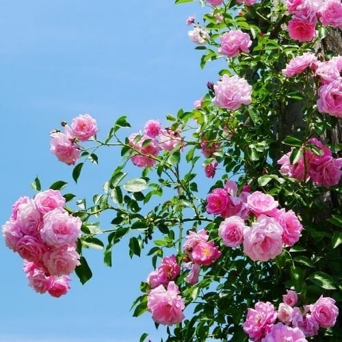 Pink Queen Çardak Sarmaşık Gül Fidanı